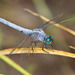 Western Pondhawk - Photo (c) Greg Lasley, some rights reserved (CC BY-NC), uploaded by Greg Lasley
