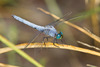 Western Pondhawk - Photo (c) Greg Lasley, some rights reserved (CC BY-NC), uploaded by Greg Lasley