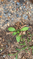 Youngia japonica