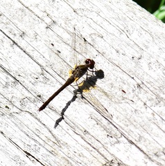 Sympetrum vicinum