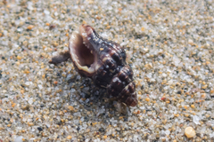 Aplus gaillardoti