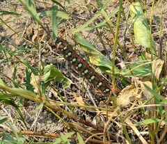 Hyles euphorbiae