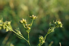 Bupleurum affine