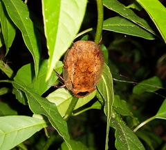 Archimandrita tessellata