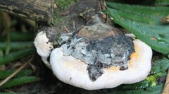 Fomitopsis mounceae