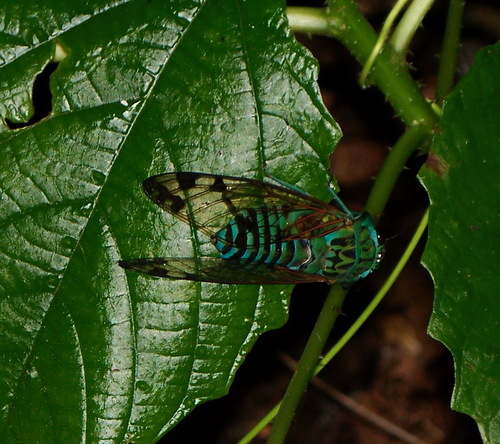 Emerald Cicada