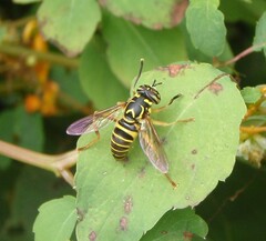 Spilomyia longicornis