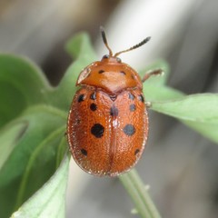 Chelymorpha phytophagica