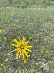 Silphium