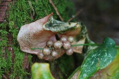 Maianthemum dilatatum
