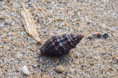Aplus gaillardoti