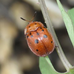 Chelymorpha phytophagica