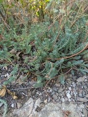 Petrosedum rupestre