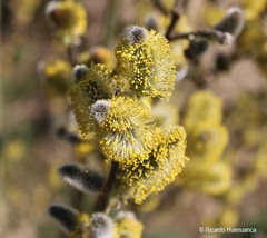 Salix caprea