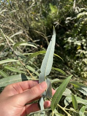 Salix caroliniana