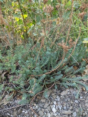 Petrosedum rupestre