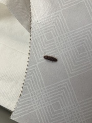 Elateridae