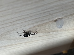 Steatoda grossa