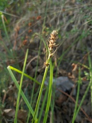 Carex spicata