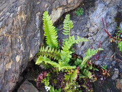 Polystichum lonchitis