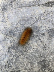 Phragmatobia fuliginosa