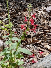 Stachys coccinea