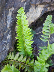 Polystichum lonchitis