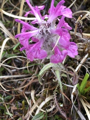 Pedicularis