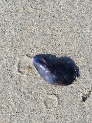 Mytilus galloprovincialis