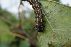 Anisota senatoria