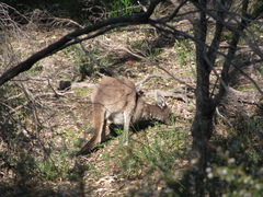 Macropus fuliginosus