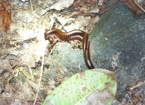Orthoporus nicaraguanus