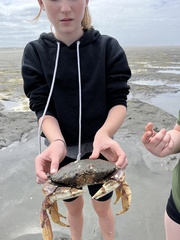 Metacarcinus magister