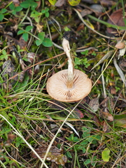 Hebeloma