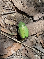 Chrysina beyeri