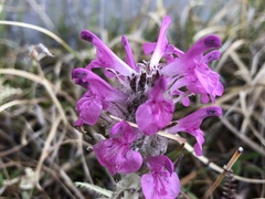 Pedicularis