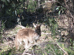 Macropus fuliginosus