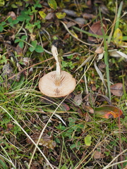 Hebeloma