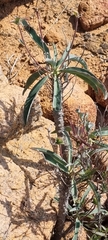Euphorbia oxystegia