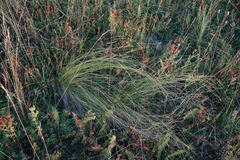 Stipa tirsa