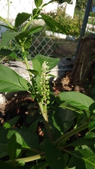 Phytolacca americana