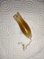 Scyliorhinus canicula