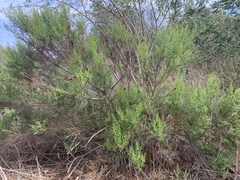 Baccharis pilularis