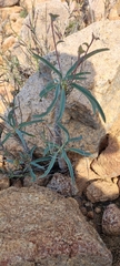 Euphorbia oxystegia
