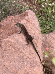 Urosaurus ornatus