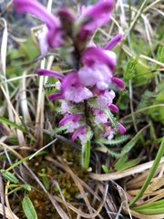 Pedicularis