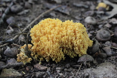 Basidiomycota