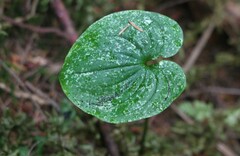 Maianthemum dilatatum