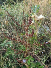 Rumex pulcher