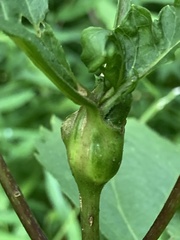 Asphondylia eupatorii